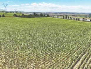 Istanbul’s farmland sustains agricultural production in megacity
