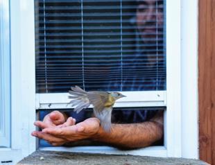 Migratory birds find a vital stopover in Istanbul