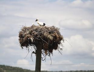 Tracked storks from northern Türkiye reach Egypt, Syria