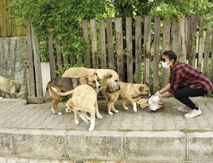 Erzurum bans feeding strays across eastern province