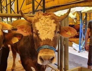 Türkiye gradually reduces cattle imports