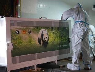 China sends two giant pandas to US