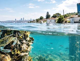 Rising seas threaten spread of marine invaders, scientists say