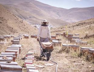 Bees’ seasonal journey turns flowers into organic honey