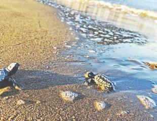 100,000 turtle hatchlings reach sea in southern Türkiye