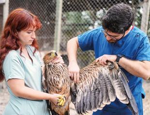 Endangered imperial eagle prepares to return to wild
