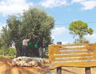 Relocated olive trees yield fruit in Antalya 10 years later