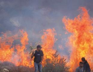 Israeli forces help settlers seize West Bank olive