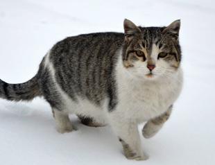 Archive reveals Russian bid to get 10,000 cats in Anatolia
