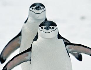 Climate change strips island’s title of largest penguin colony