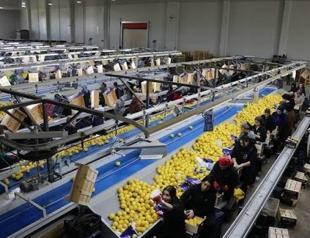 Türkiye’s fresh vegetable exports top $822 million in January-September