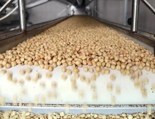 Türkiye’s hazelnut exports exceed $1.9 bln in first nine months
