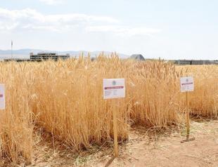 Türkiye develops three drought-tolerant wheat varieties