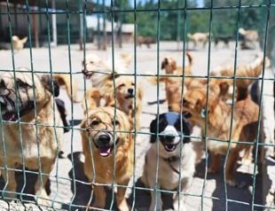 Ege University clears 150 student-cared dogs in unannounced raid