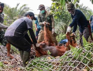 Dozens of orangutans saved from Indonesia blazes