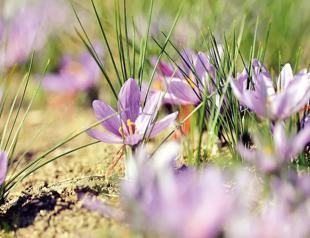 Safranbolu deploys gendarmerie to protect saffron fields as prices soar