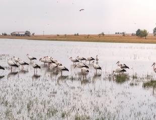 Storks stay behind in Diyarbakır as warmer winters alter migration patterns