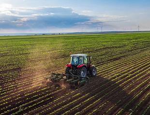 Crop output seen rising in cereals, fruits this year