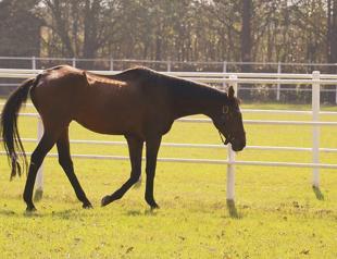 Legendary stallion Victory Gallop enjoys retirement in northwestern Türkiye