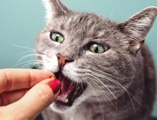 Cats’ well-being linked to owners’ emotional states