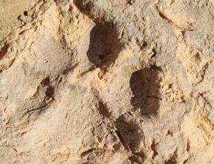 4,000-year-old dog paw prints found at Kütahya’s Tavşanlı Mound