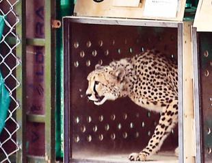 India vows action after first cheetah shot dead