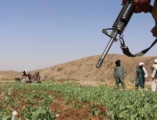 Afghanistan opium poppy cultivation surges despite gov’t ban: UN