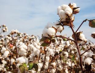 Türkiye’s cotton output squeezed by rising costs