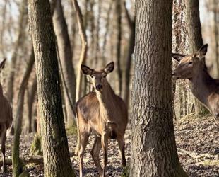 Ormanya’s red deer enhance biodiversity of region