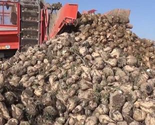 Climate change impacts sugar production: Association head