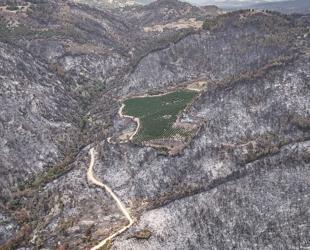 Nectarine orchard remains untouched in devastating Bursa fire