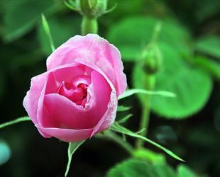 Frost hits rose harvest in Isparta, yield drops 30 pct