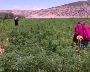 Lebanon turns to cannabis cultivation as economic lifeline