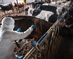 Foot-in-mouth disease outbreak under control, says ministry