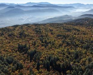 World’s only Kasnak oak forest under strict protection in Isparta