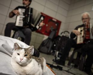 Street cat warms hearts at Sirkeci station