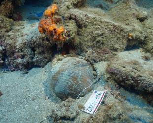 New discoveries expand Türkiye’s underwater heritage