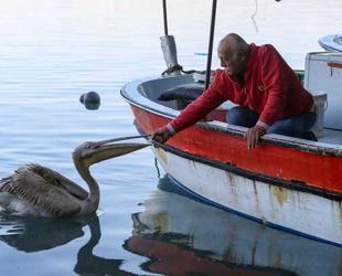 Pelican ‘Suzi’ becomes regular at Hatay fishing shelter