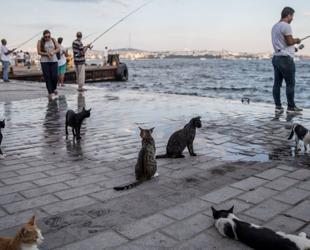 Cats meow more frequently to male owners, Turkish study finds