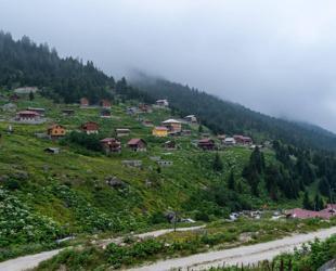 Black Sea steps up forest renewal as climate change hits iconic woodlands