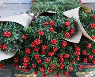 ‘Butchers broom’ bouquets fill Istanbul markets ahead of New Year