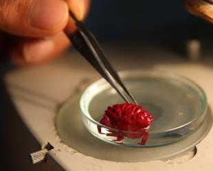 Indo-Pacific crab spotted for 1st time in Türkiye amid tropicalization effect