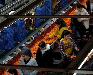 Türkiye sets all-time mandarin export record