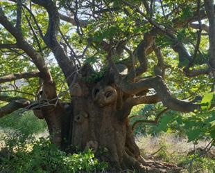 Türkiye protects 10,503 monumental trees and 319 caves nationwide