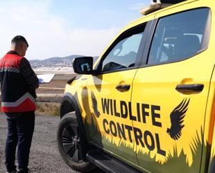 Istanbul airports deploy ornithologists to manage bird activity, boost flight safety