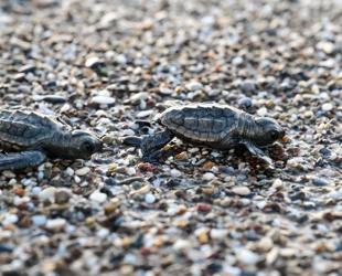 Nearly half million loggerhead turtle hatchlings reach sea in Antalya