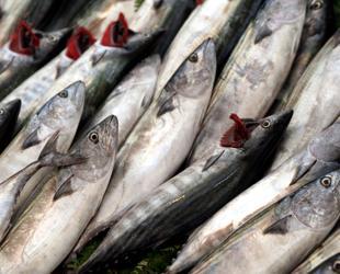 Türkiye hits all-time high in fisheries production