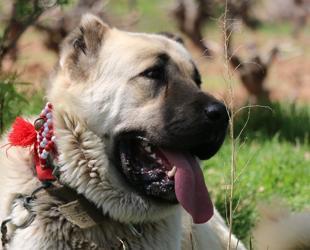 Study reveals Anatolian shepherd dogs sent from Erzurum to US