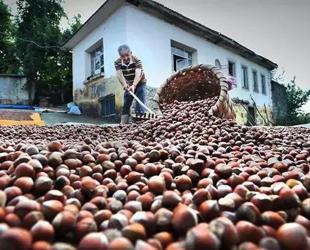 Hazelnut sales generate over $2.2 billion in 2025