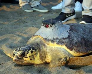 Loggerhead ‘Tuba’ once again in Aegean, Mediterranean waters
